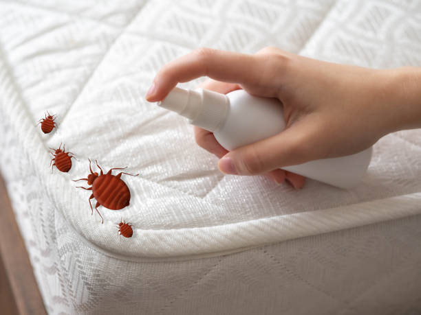 Best Termite Control Services  in Tangerine, FL