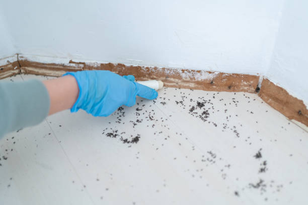 Best Affordable Pest Control Services  in Tangerine, FL